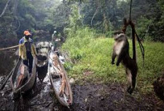Jenis Hewan Yang Haram Dimakan Menurut Hadist 