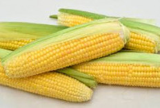 Manis dan Banyak Disukai, Berikut ini 3 Khasiat Jagung Manis Jika Dikonsumsi Secara Rutin 