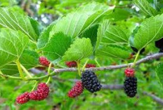 Jarang Tahu! Inilah 5 Khasiat Daun Murbei yang Kaya Vitamin, cocok buat kesehatan jantung loh