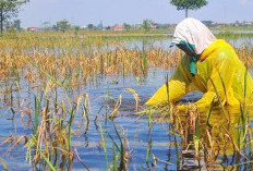 Ini 17 Titik Wilayah Pertanian BS Menjadi Lokasi Rawan Banjir