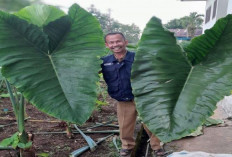 3 Jenis Daun Talas yang Bisa Diolah, Salah Satunya Daun Talas Beneng Menjadi Tembakau