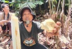 Umbut Langkap, Makanan Tradisional Khas Kampung Siluman Jabar, Bercita Rasa Unik dari Pohon Palem Muda 