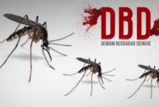 Waspada DBD di Provinsi Bengkulu, Dua Siswa Meninggal, 358 Kasus Tercatat 