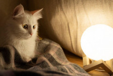 Kucing Sebagai Hewan Terapi: Menyembuhkan dengan Kehadiran 