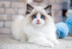 Mengapa Kucing Tidak Masuk Surga? Padahal Kesayangan Rasulullah 