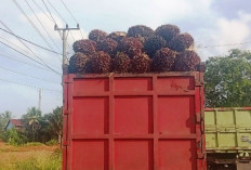 Truk Sawit Tanpa Jaring Pengaman Terus 'Bergentayangan' di Jalan Lintas Benteng