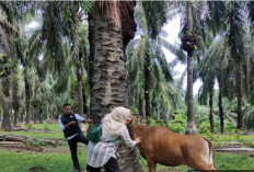 Untuk Membantu Petani Ternak, Distan BS Siapkan Tim RC Panter