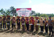 Kapolres Kaur bersama Wakil Bupati Kaur Panen Raya Jagung Kuartal II 