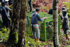 Aktivitas Warga Tunggal Jaya Berangsur Normal Setelah Serangan Harimau