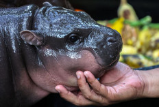 Bayi Kuda Nil Berumur Dua Bulan, Moo Deng Jadi Sorotan Dunia Karena Kelucuannya