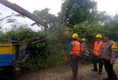 Tiang Listrik Tumbang, Listrik Padam di Seluma