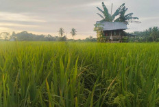 Gegara Hal Ini Petani Padi Mukomuko Bahagia, Bisa Sedikit Selonjoran
