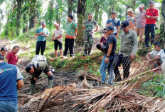 Korban Serangan Harimau di Mukomuko Bertambah, Konflik Semakin Menjadi, Mengapa? 