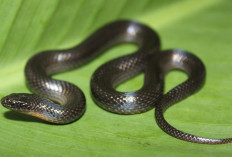 Cerita Horor di Sebuah Kampung Tentang Ular Hitam