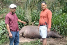 Penyakit Ngorok Menyerang Hebat di Termang Jaya Mukomuko, Ratusan Kerbau Bergelimpangan 