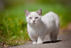 Tanaman Hias yang Wajib Dihindari Jika Memiliki Kucing dan Hewan Peliharaan Lainnya