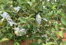 Kebun Anagro, Berwisata Sambil Berkebun