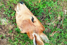 Diduga Curnak, Kepala Sapi, Usus dan Kaki Ditinggal