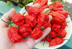 Mau Tahu 10 Jenis Cabe Terpedas di Dunia yang Bisa Bikin Bibir Dower Saat Mengkonsumsinya