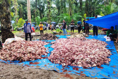 Desa di Mukomuko Ini Potong 49 Ekor Hewan Kurban Sapi dan Kerbau, Daging Sampai Menggunung