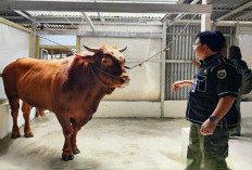 Dibagikan Merata, Presiden Prabowo  Sumbang 11 Sapi Kurban ke Bengkulu