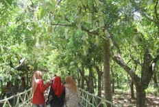 Yuk kunjungi 5 Tempat Wisata Menarik di Bojonegoro berikut, cocok ajak keluarga