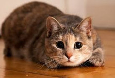Gemes Banget! Berikut Ini Fakta Unik Tentang Kucing yang Menarik untuk Dipelihara