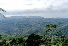 Tambang Emas di Seluma, Antara Harapan dan Kecemasan Warga Lereng Bukit Sanggul