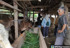 Stok Hewan Kurban di BS Capai Ribuan Ekor