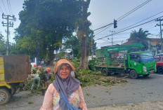 Ada Oknum Membakar Pohon, Ini yang Dilakukan. Dinas LH UPTD Pertamanan Kota Bengkulu