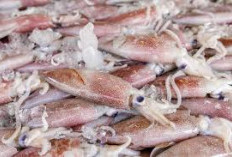 6 Tips Mengolah Cumi Cumi Agar Terhindar Dari Kolestrol Tinggi Dan Membantu Mengurangi Risiko Penyakit Jantung