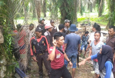 Petani Tanjung Sakti Gagalkan Upaya Perusakan Pondok oleh Oknum Petugas PT DDP