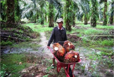 13 Perusahaan Sawit Diduga Serobot Hutan Bengkulu, Negara Diminta Tegakkan Hukum