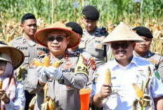 Kapolda Targetkan Penanaman Jagung Bhayangkara di Bengkulu Sukses