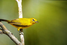 Mengenal Karakteristik Burung Pleci, Si Mungil yang Bersuara Lantang