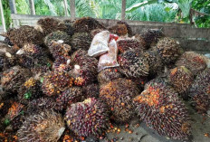 2000 Petani Sawit Dapat Jamsostek Gratis