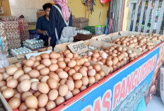 Menjelang Ramadhan 2024, Harga Telur Ayam dan Bebek Naik Drastis
