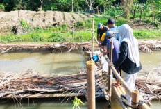 BUMDes Maju Bersama Desa Tebing Rambutan Tebar Bibit Ikan Nila 36.000 di KJA