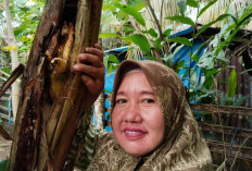 Warga Dihebohkan Dengan Buah Pisang Tumbuh Ditengah Batang
