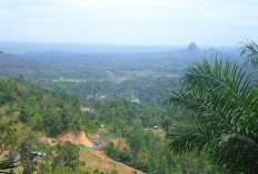 Rawan Longsor dan Pohon Tumbang, Jalur Mudik Liku Sembilan Juga Minim Lampu Penerangan