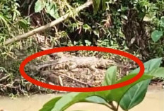 Dikabarkan Buaya Muncul di Sungai Pelokan SP7 Mukomuko, Ini Imbauan BKSDA