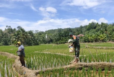 Kodim 0408 BS-Kaur Kelola 200 Hektar Mendukung Program Ketahanan Pangan