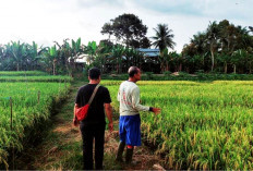 3 Kecamatan di Mukomuko Tidak Miliki Sawah Lahan Pertanian Pangan Berkelanjutan