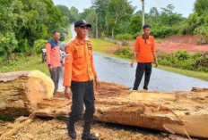 Tutupi Jalan, Pohon Tumbang Timpa Kabel Listrik