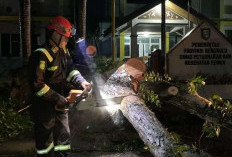 Pohon Tumbang, Damkar Respon Cepat Laporan Darurat dari Masyarakat