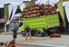 Membahayakan, Angkutan Buah Sawit yang Meluber Bakal Ditindak 