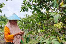 Kampung Jambu Agrefi Bengkulu Jadi Objek Wisata Edukasi dan Agrowisata di Kota Bengkulu