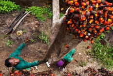 Harga Sawit Mulai Sedikit Membaik, Pemprov Diminta Terus Intervensi