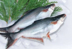 7 Manfaat Konsumsi Ikan Patin untuk Kesehatan: Kaya Nutrisi dan Lemak Sehat