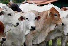 Kemenag Bengkulu Selatan Potong Empat Ekor Sapi